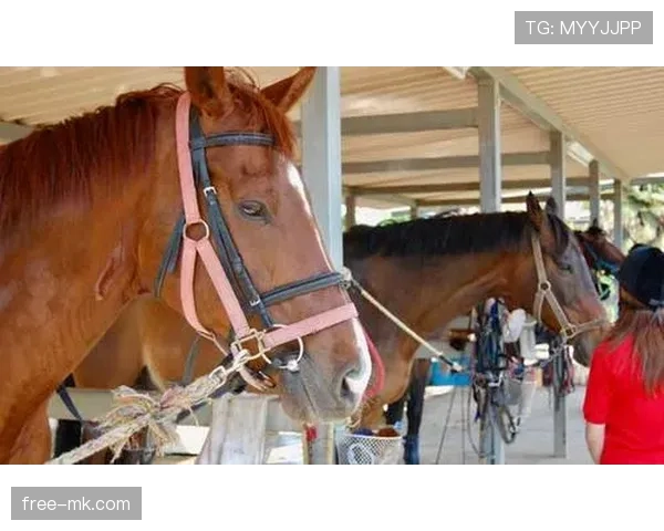富里睡醒发现自家马场又多了一匹新马，账单还没拆
